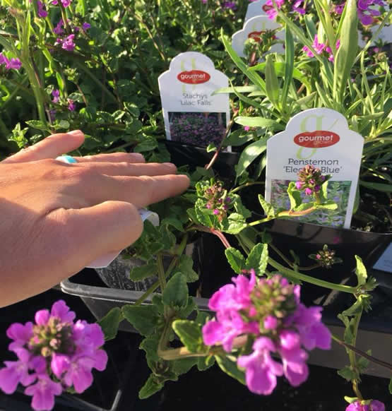 fresh picks