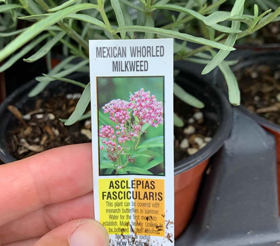 fresh picks